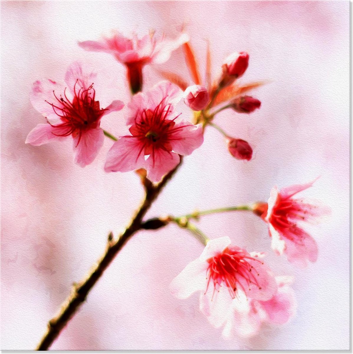 Graphic Message - Schilderij op Canvas - Japanse Kersenbloesem - Roze Bloemen - Woonkamer