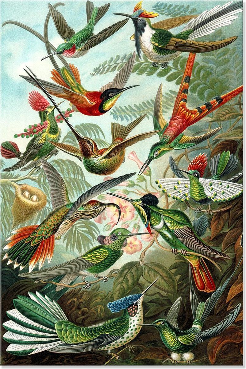 Graphic Message Schilderij op Canvas Kunstformen der Natur - Ernst Haeckel - Vogels Botanisch