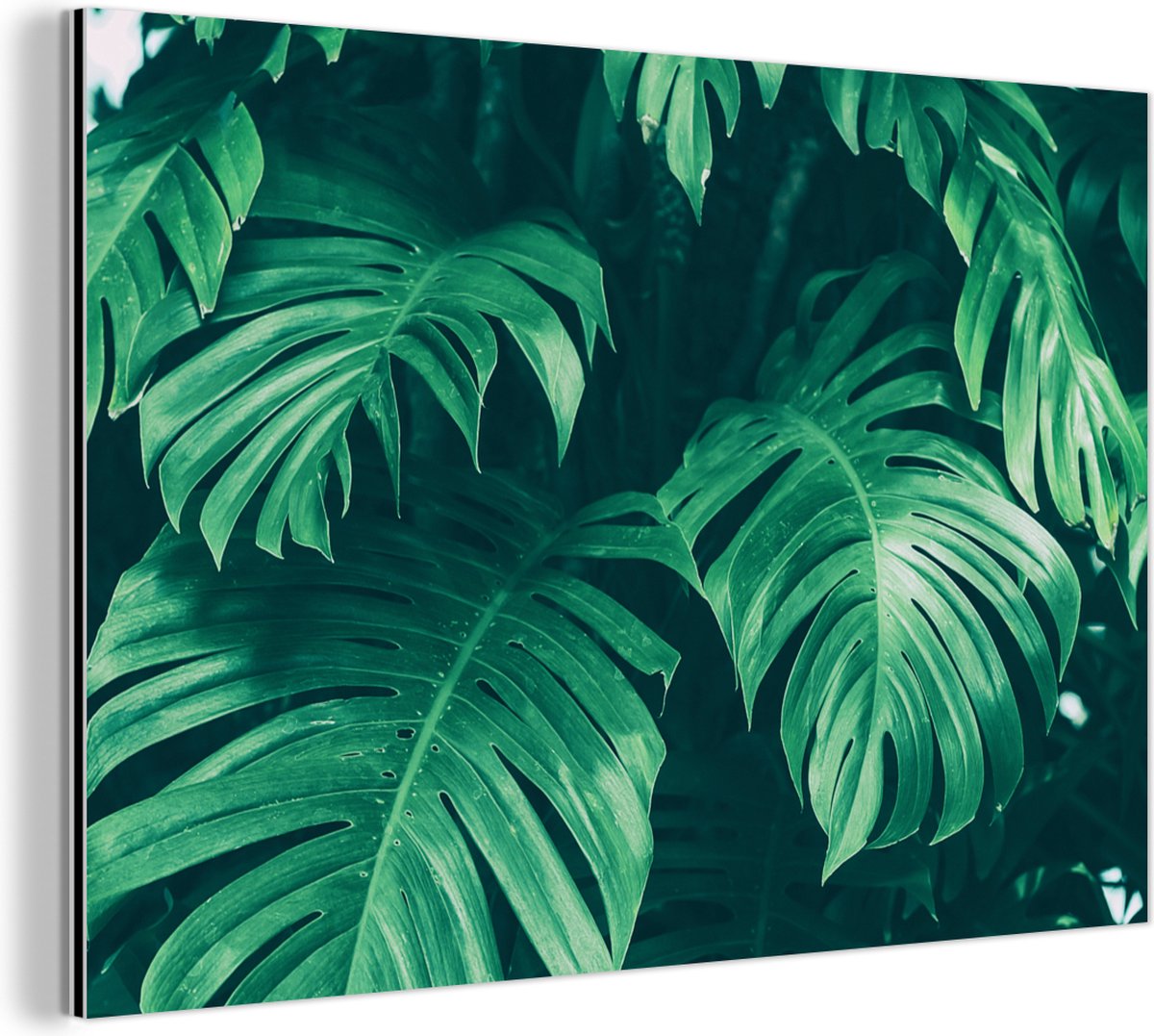 Wanddecoratie Metaal - Aluminium Schilderij Industrieel - Monstera - Bladeren - Planten - Jungle - Natuur - 30x20 cm - Dibond - Foto op aluminium - Industriële muurdecoratie - Voor de woonkamer/slaapkamer